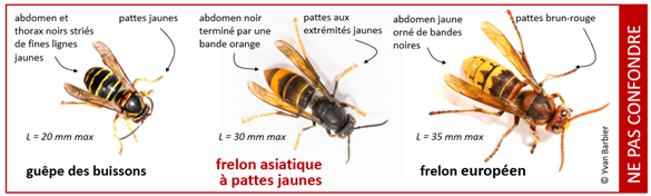 Frelon asiatique VS frelon européen