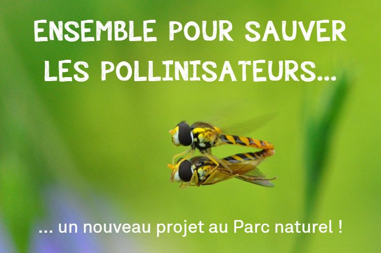 Projet pollinisateurs